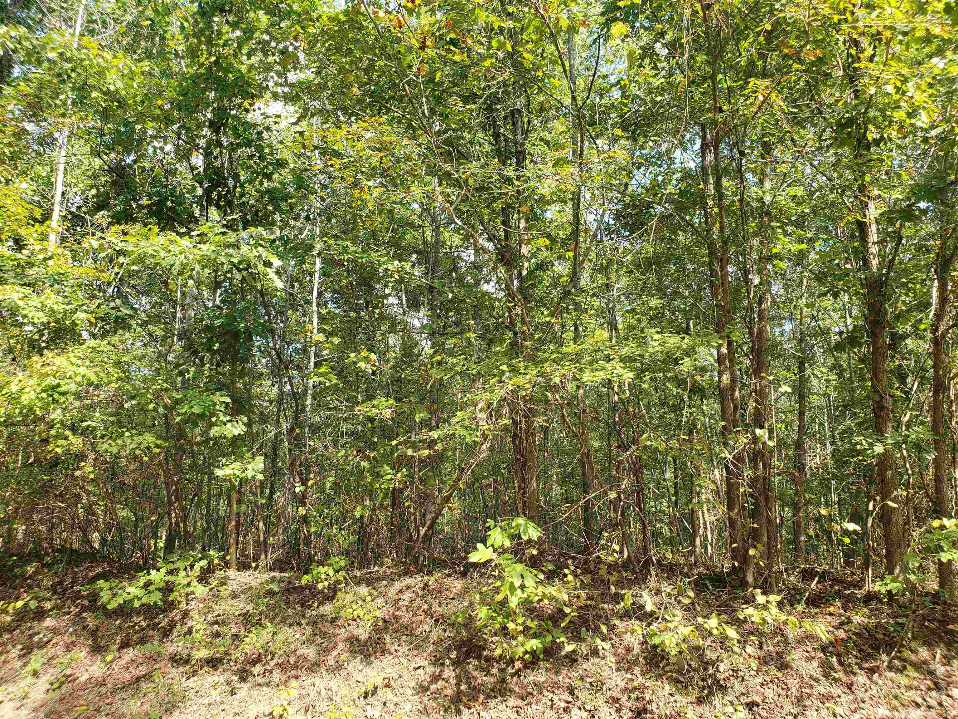 0 Cr 414 Road Falkner, MS 38629 - Photo 13 of 31 View of local wilderness