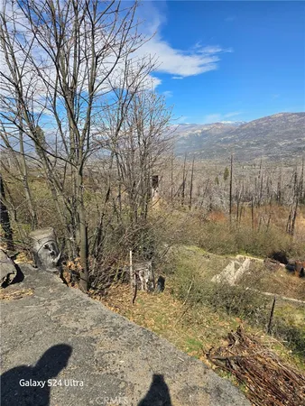 a view of a forest with a road