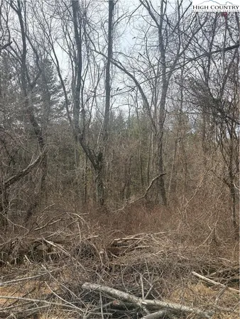 a view of a yard with trees