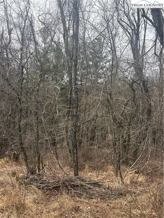 a view of a yard