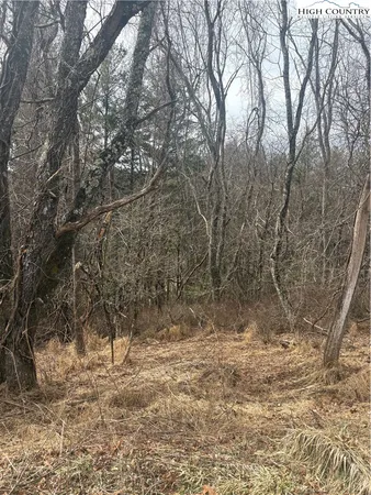 a view of a yard with trees