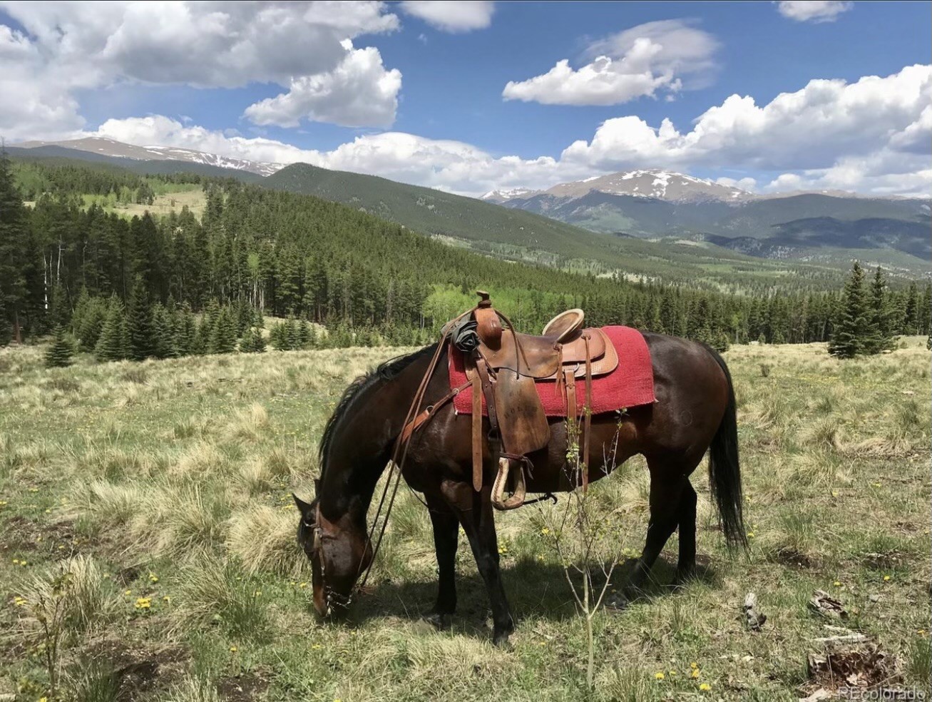637 Rock Road Bailey, CO 80421 - Photo 47 of 50