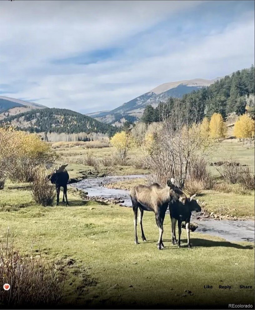 637 Rock Road Bailey, CO 80421 - Photo 48 of 50