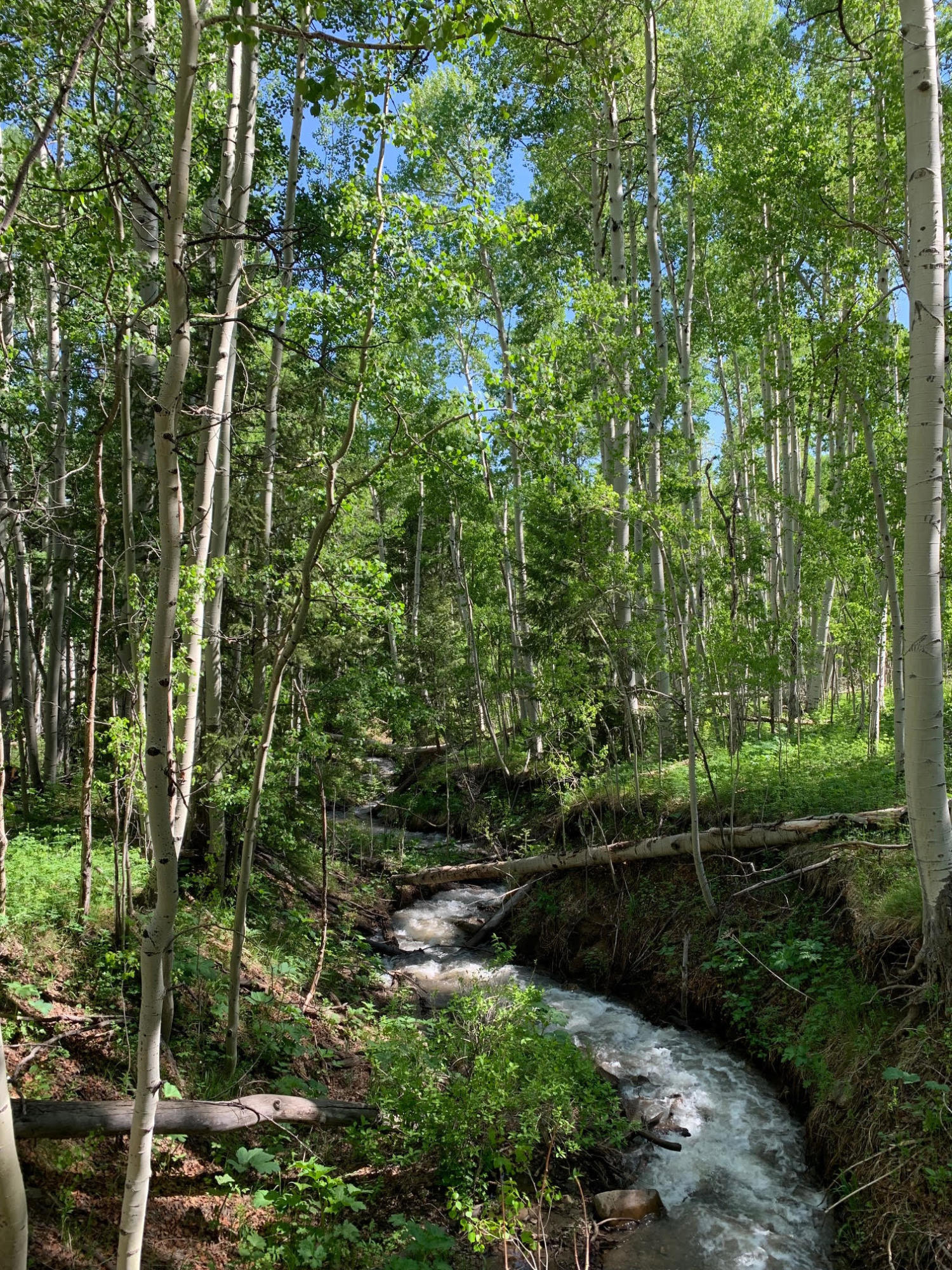 Tbd Elk Wallow Road Placerville, CO 81430 - Photo 6 of 17 StreamSummer21