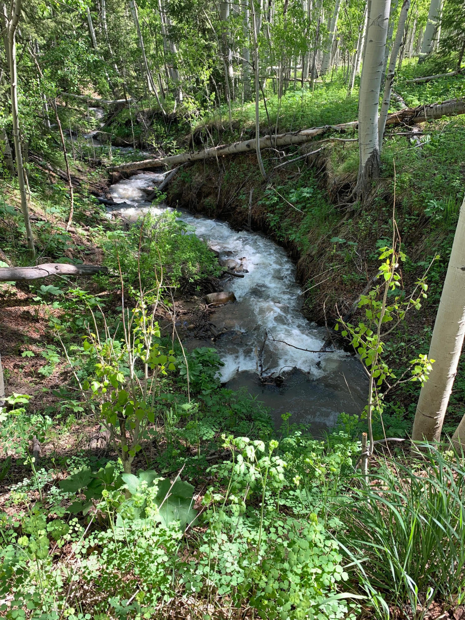 Tbd Elk Wallow Road Placerville, CO 81430 - Photo 7 of 17 Stream2