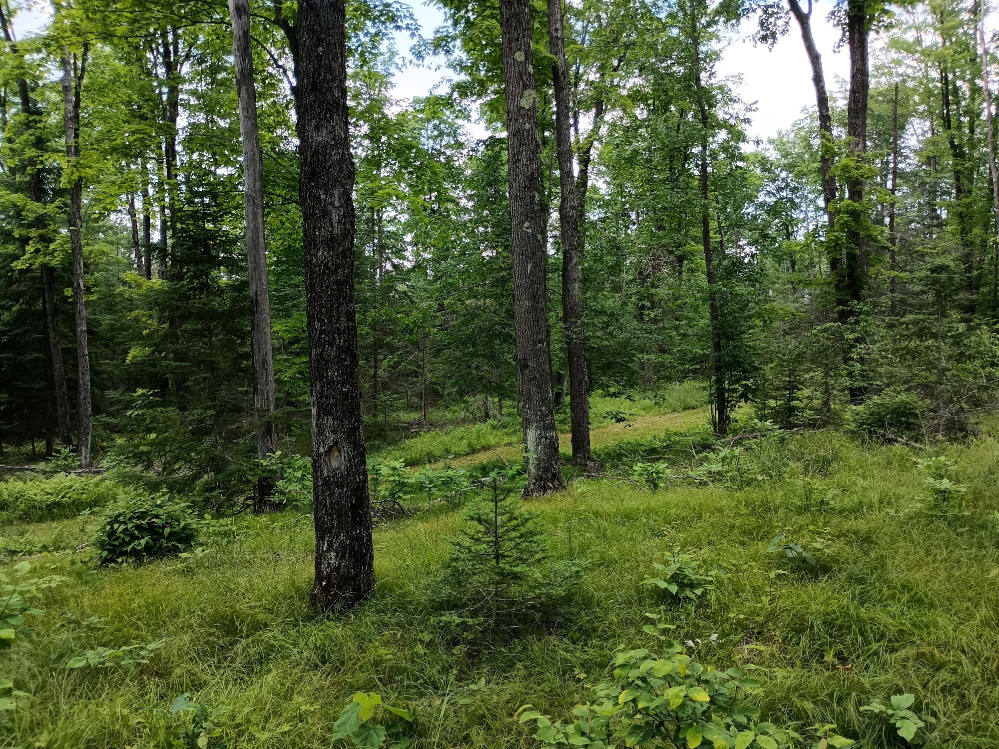 Off Creamery Road, Unit 40 ACRES Butternut, WI 54514 - Photo 8 of 21 Gallery Image 8