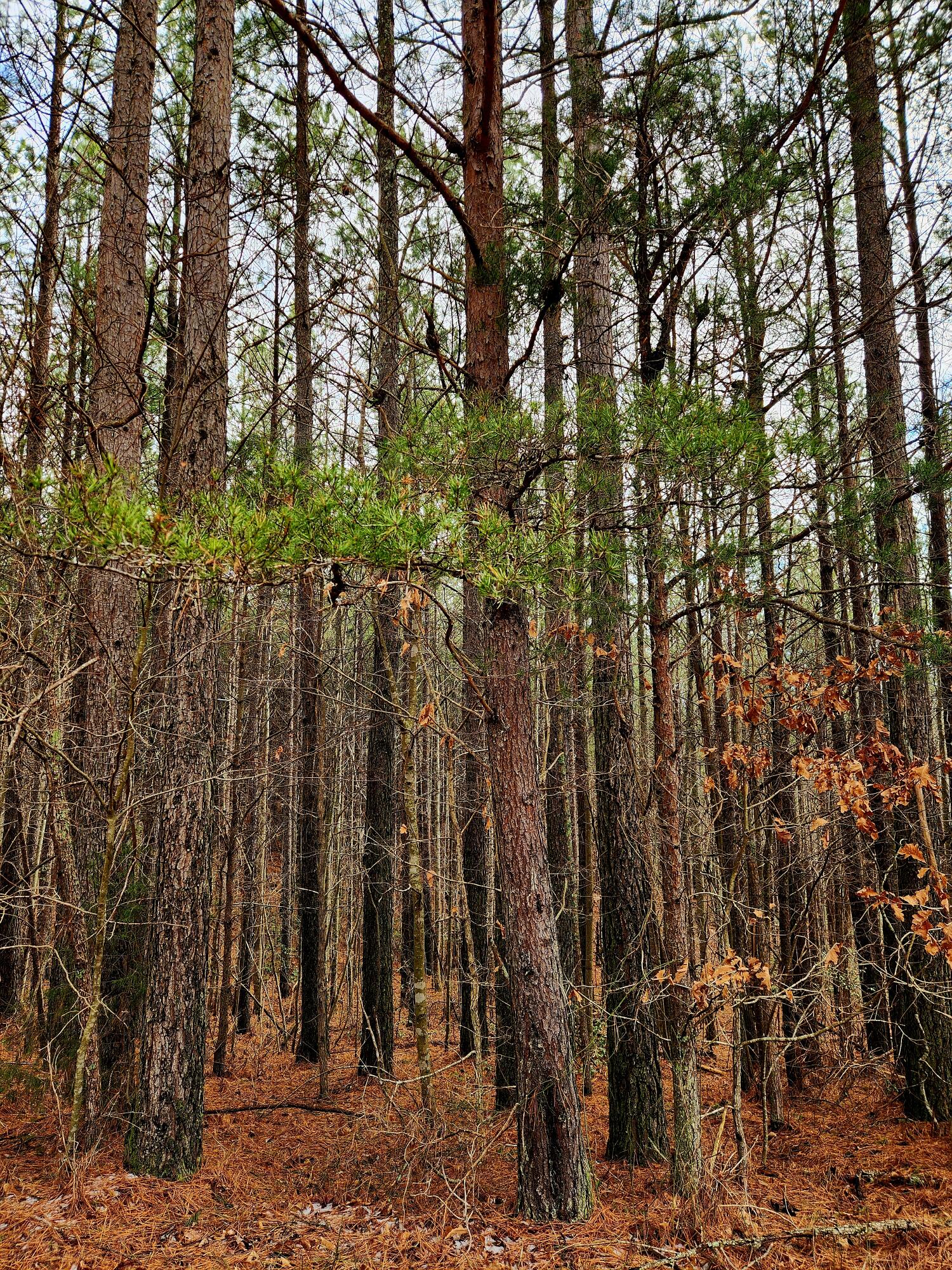 0 Sunset Road, Unit 520 Rock Island, TN 38581 - Photo 22 of 27 20260206_105630