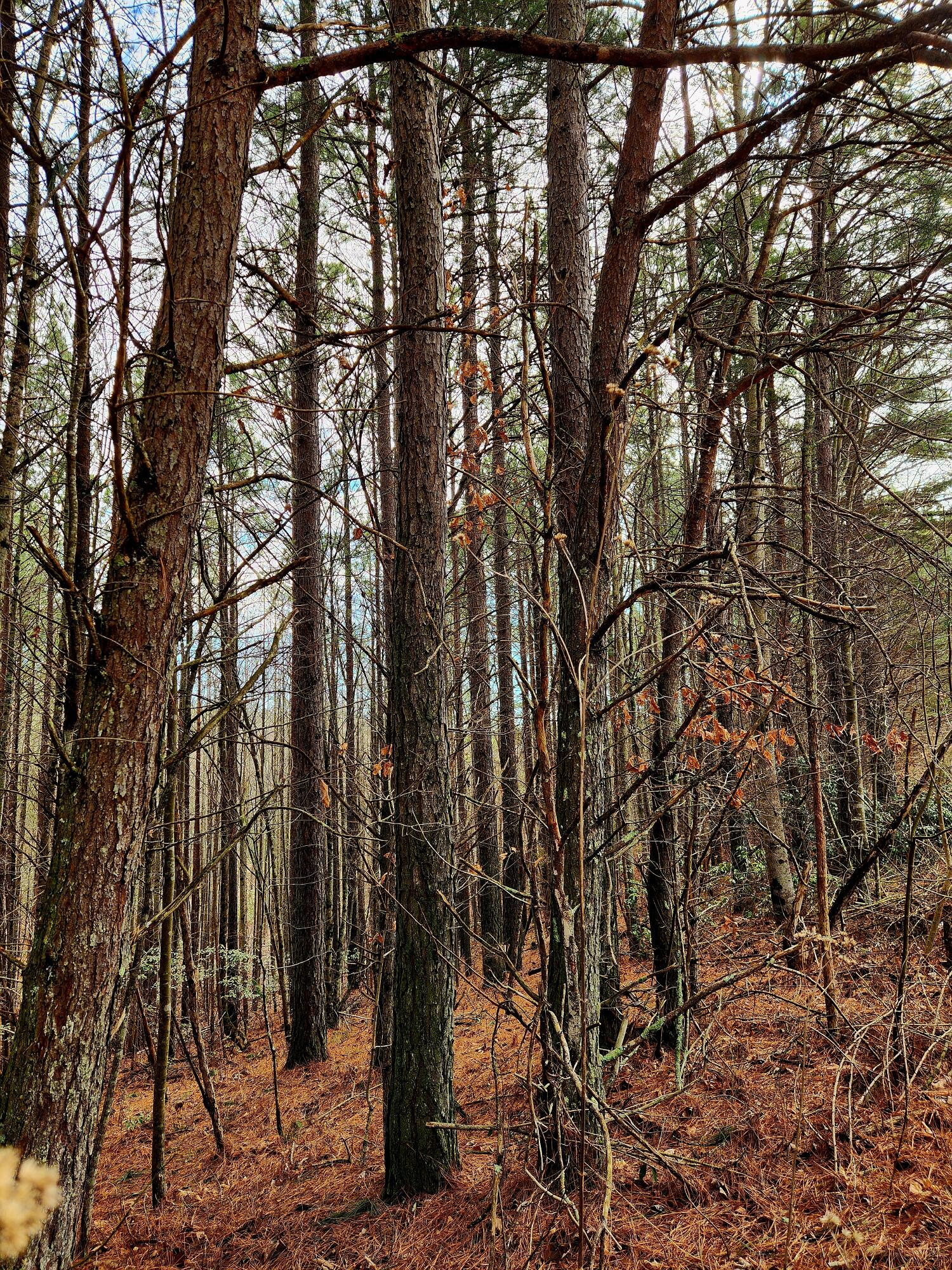 0 Sunset Road, Unit 520 Rock Island, TN 38581 - Photo 25 of 27 20260206_105649