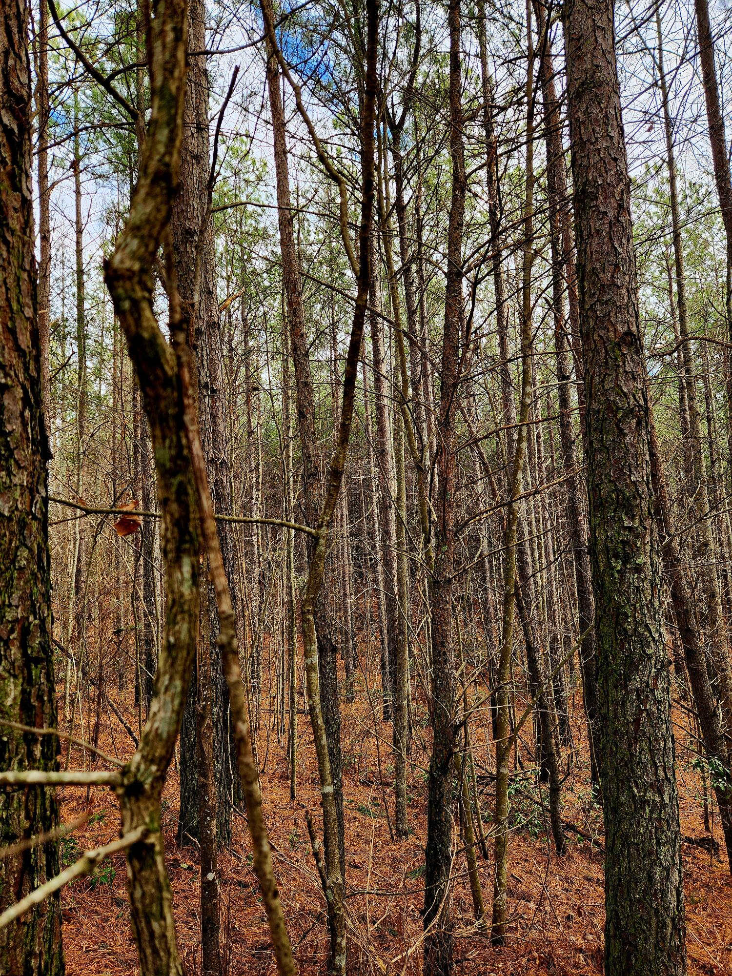 0 Sunset Road, Unit 520 Rock Island, TN 38581 - Photo 26 of 27 20260206_105705