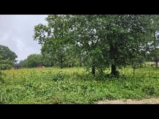 219 County Road 219 Tyler, TX 75707 - Photo 2 of 4 a view of a green field