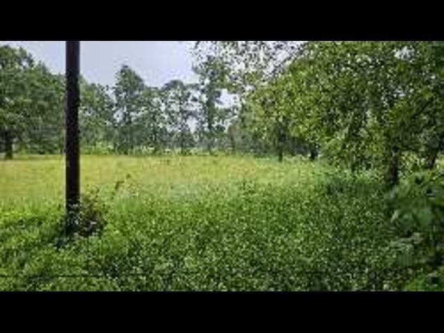 219 County Road 219 Tyler, TX 75707 - Photo 4 of 4 a view of a green yard