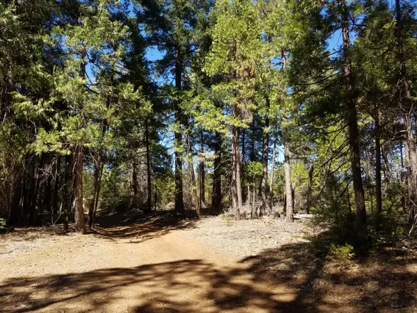 a view of a fire pit with large trees