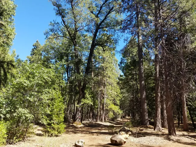 a view of a yard with trees