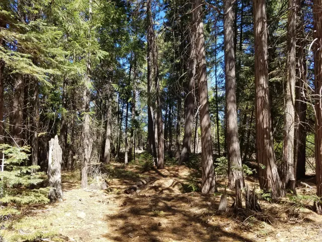 a view of a house with large trees