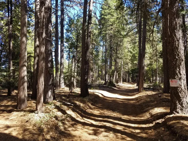 a view of a tree with a yard