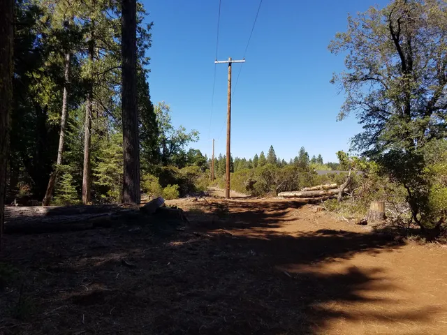 a view of large tree