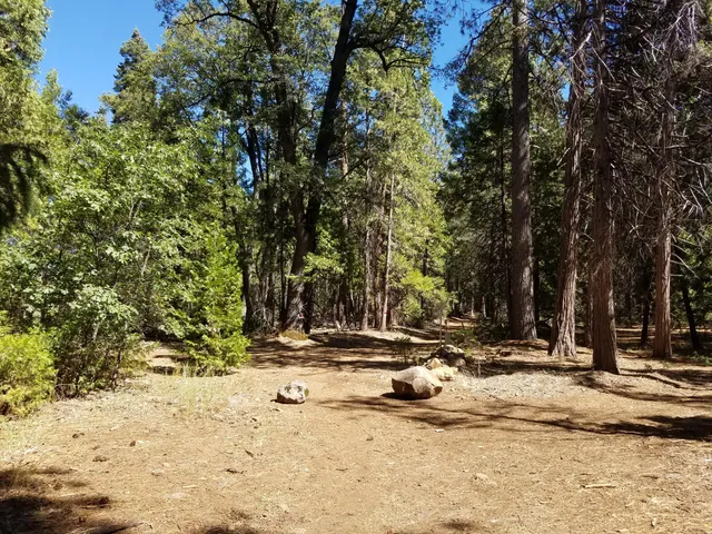 a view of a yard with a tree