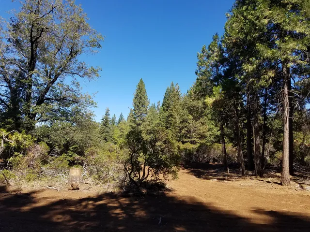 a view of large tree