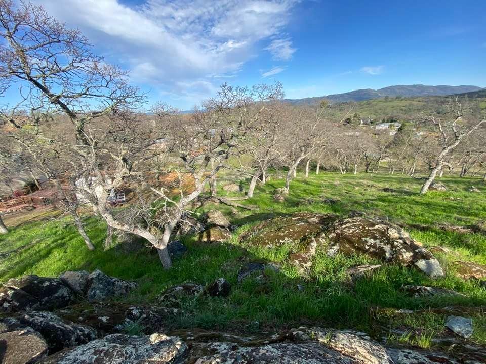 4241 Grisham Road Valley Springs, CA 95252 - Photo 14 of 22 a view of a lush green forest with lots of trees