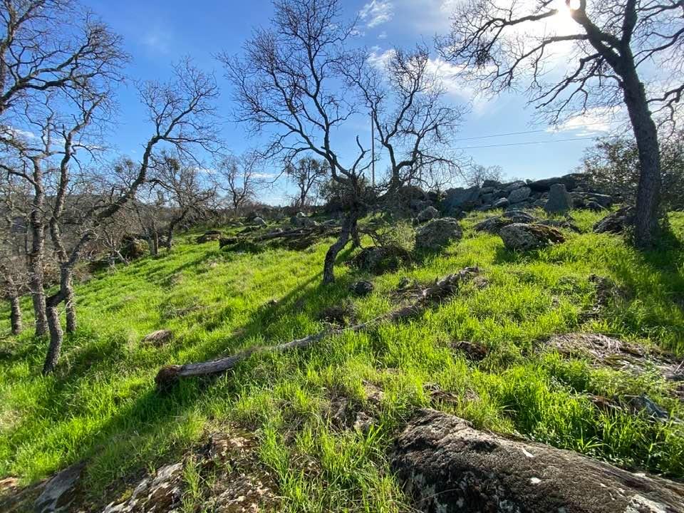 4241 Grisham Road Valley Springs, CA 95252 - Photo 6 of 22 a backyard of a building with lots of green space