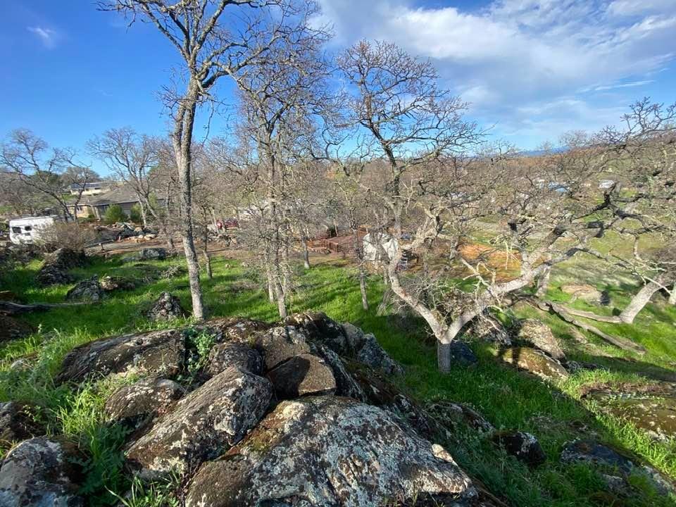 4241 Grisham Road Valley Springs, CA 95252 - Photo 7 of 22 a view of a yard with a tree