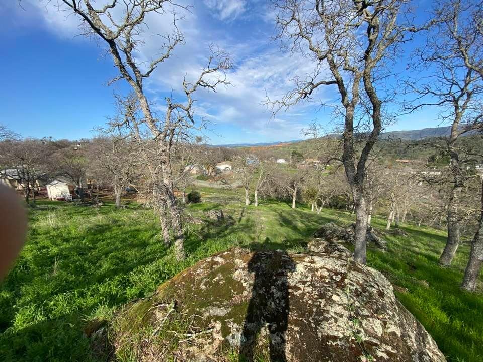 4241 Grisham Road Valley Springs, CA 95252 - Photo 9 of 22 a view of a yard with a tree