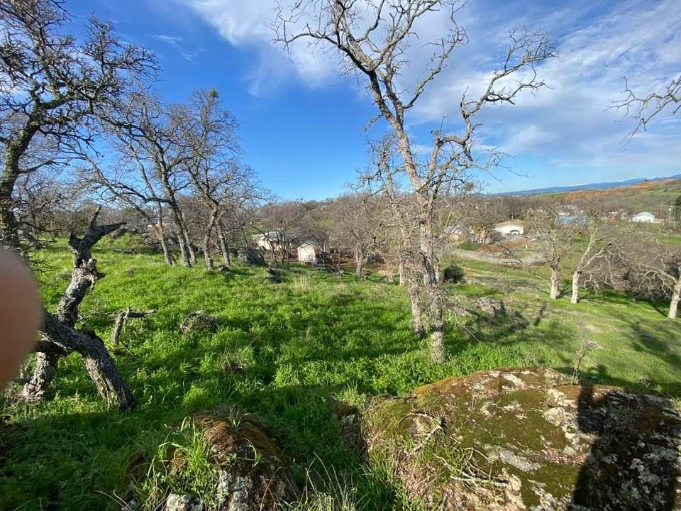 4241 Grisham Road Valley Springs, CA 95252 - Photo 10 of 22 a view of a yard with a tree