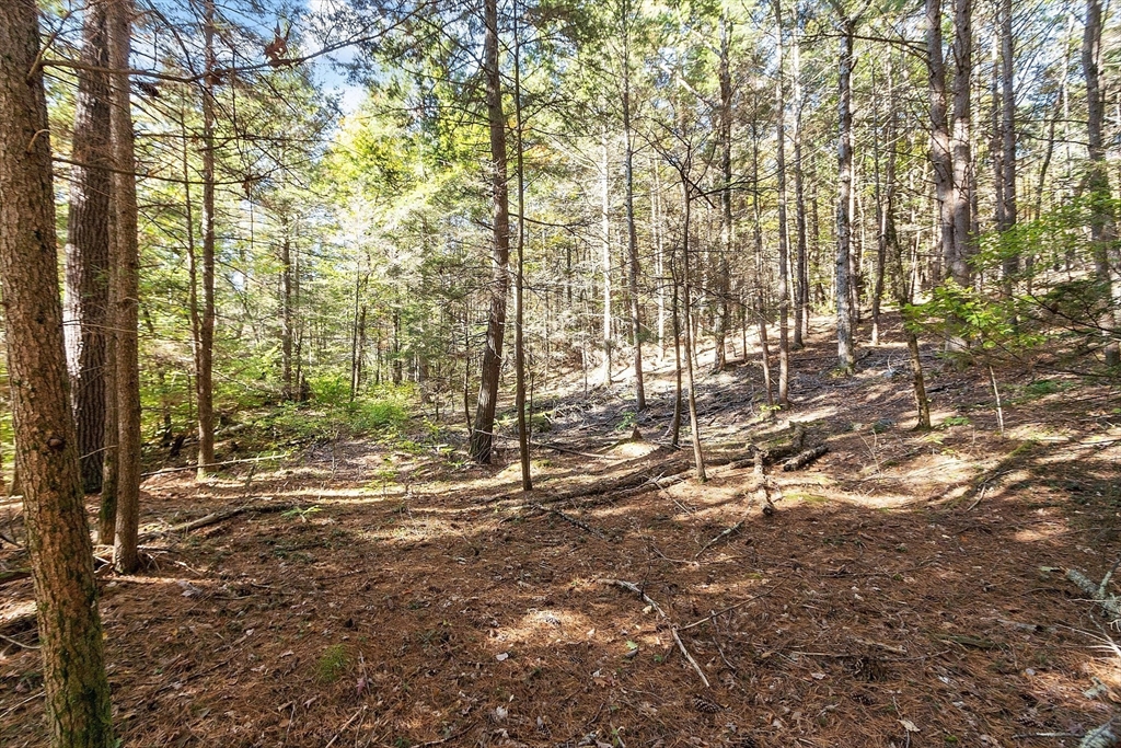 0 Orange Road Warwick, MA 01378 - Photo 4 of 5 a view of outdoor space with trees