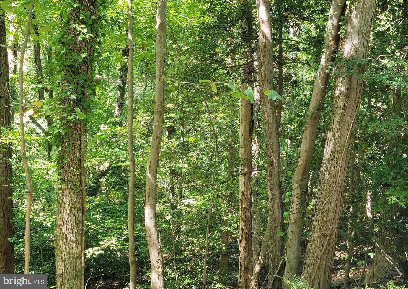 8406 Manor View Road Lusby, MD 20657 - Photo 2 of 3 a view of a yard with plants and large trees