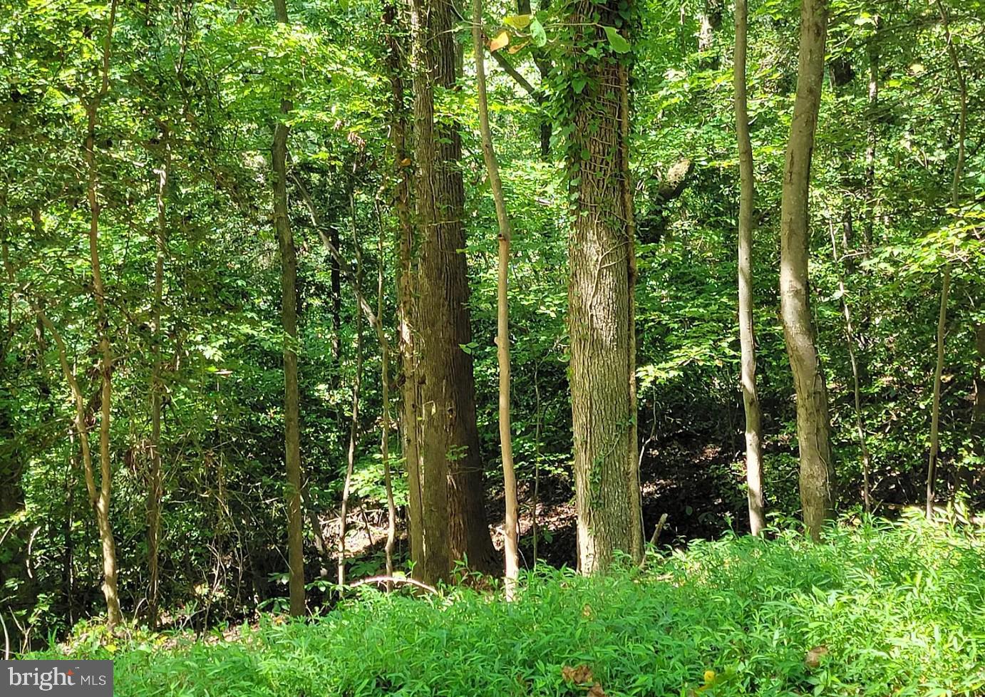 8406 Manor View Road Lusby, MD 20657 - Photo 3 of 3 a view of outdoor space and garden