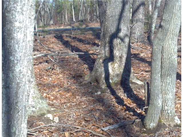 Nice hardwood hill.