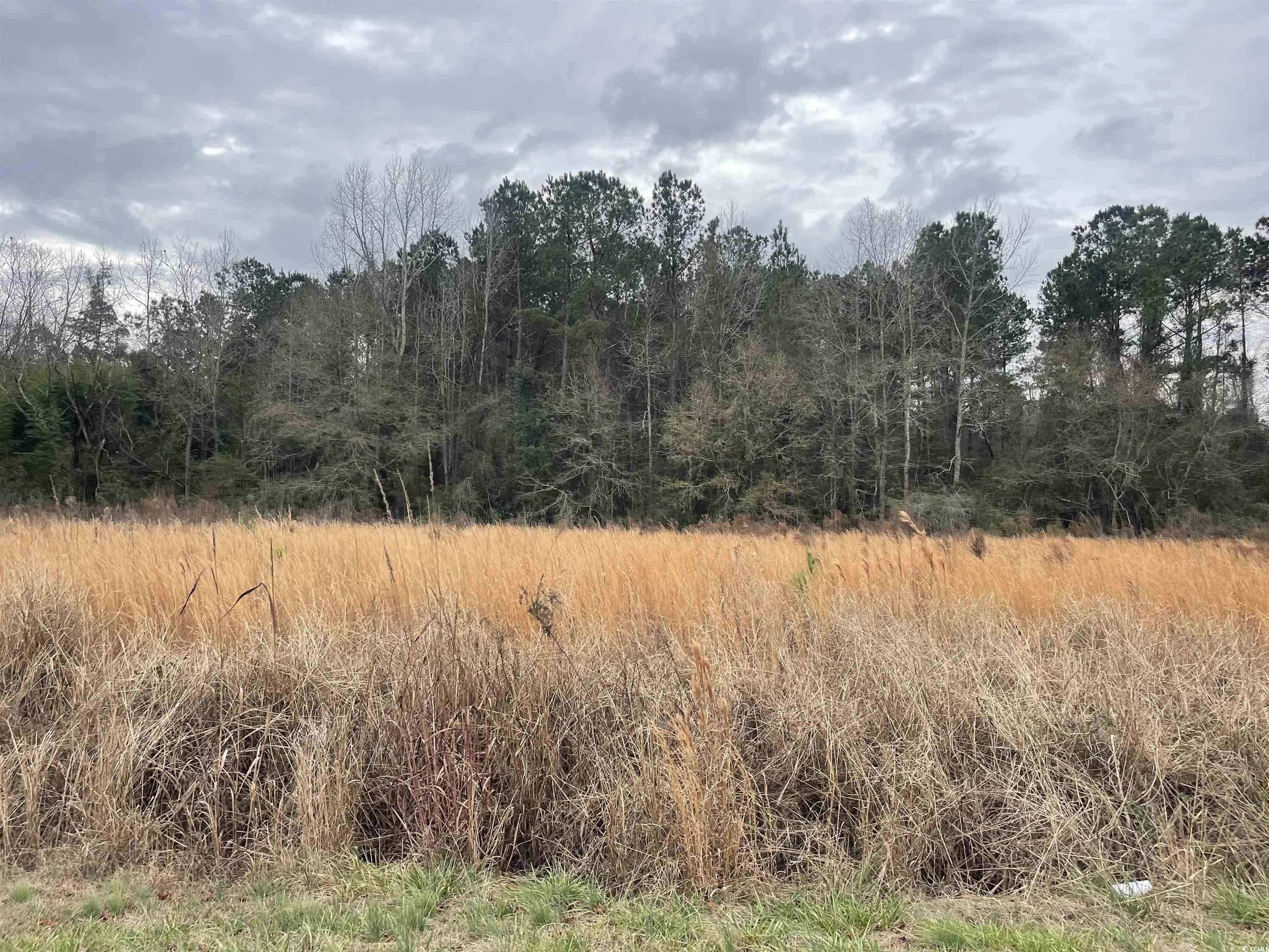 917 Nichols Sc 29581 Nichols, SC 29581 - Photo 3 of 6 View of nature