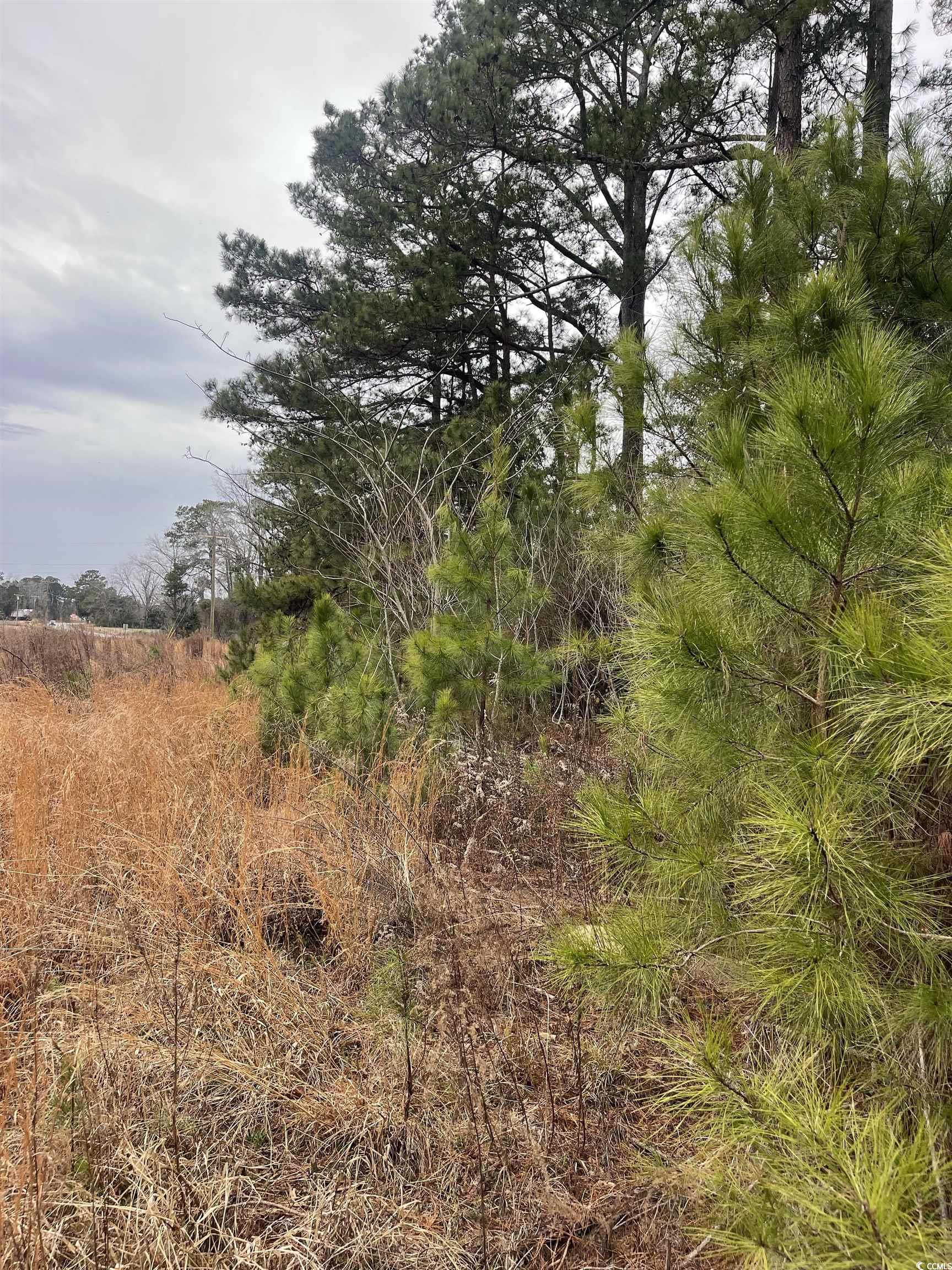 917 Nichols Sc 29581 Nichols, SC 29581 - Photo 5 of 6 View of nature