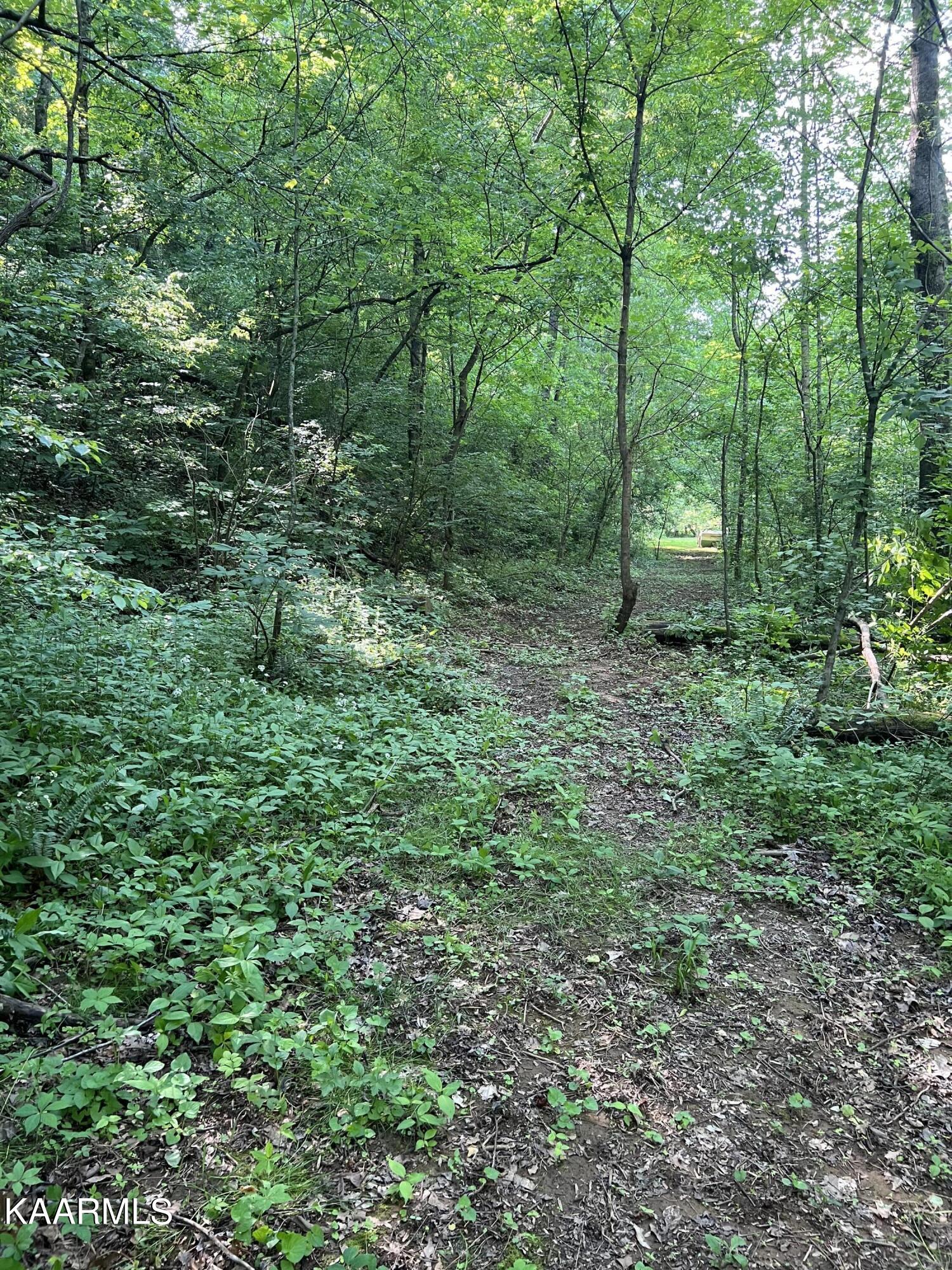 Reagan Mill Road Maryville, TN 37803 - Photo 2 of 6 IMG-2483