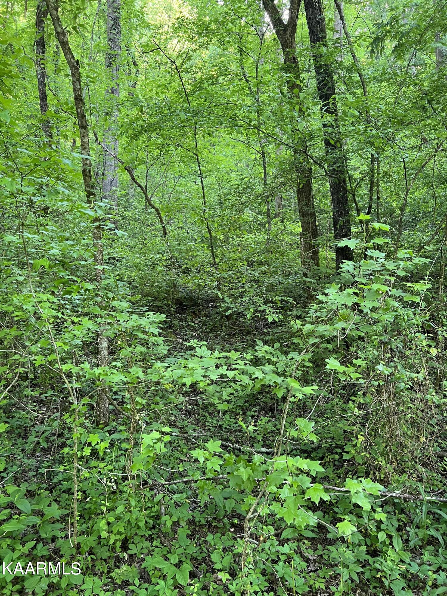 Reagan Mill Road Maryville, TN 37803 - Photo 4 of 6 IMG-2482