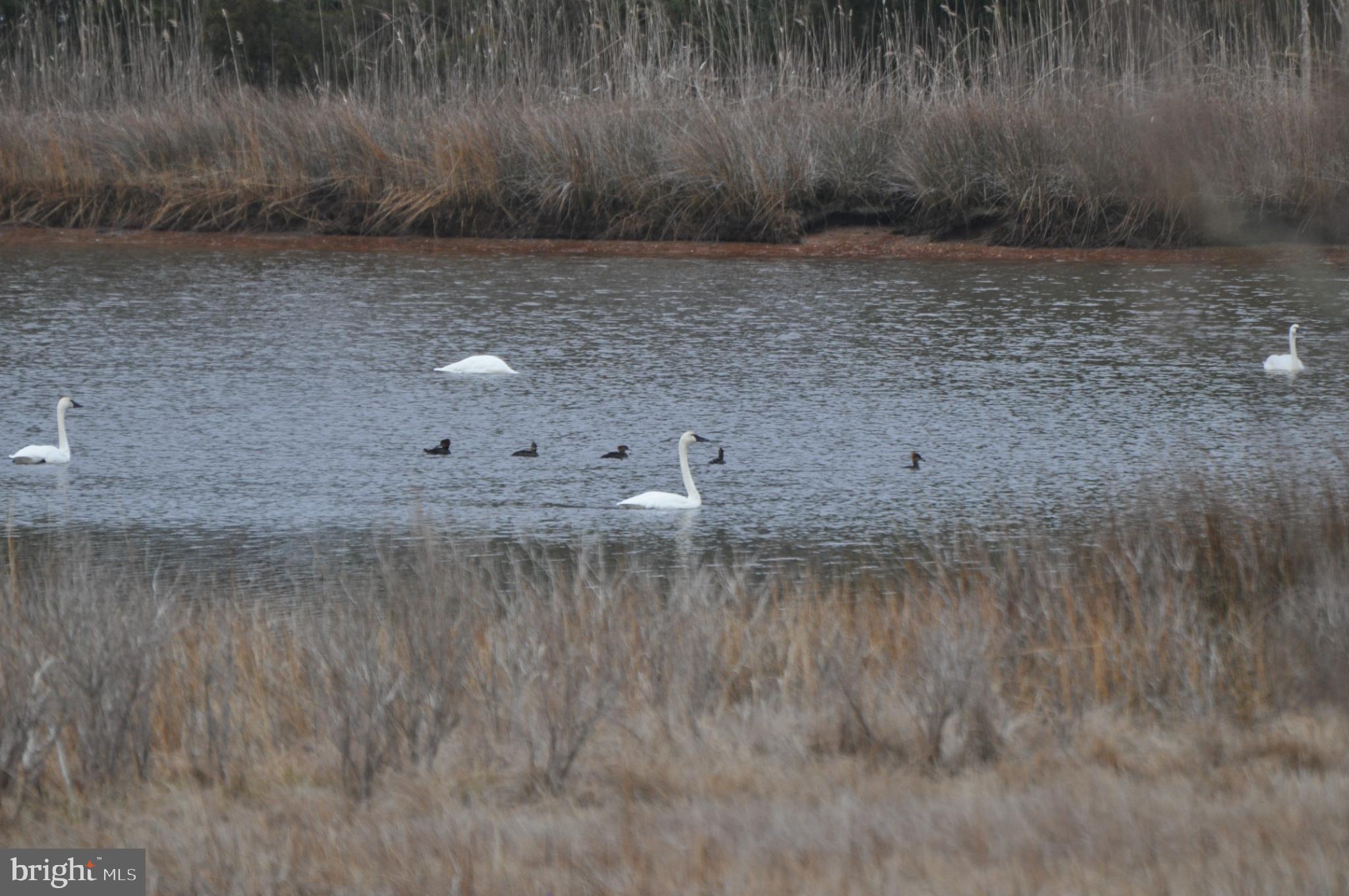 10148 Champ Road Princess Anne, MD 21853 - Photo 4 of 16 Graceful swans glide across tranquil waters.
