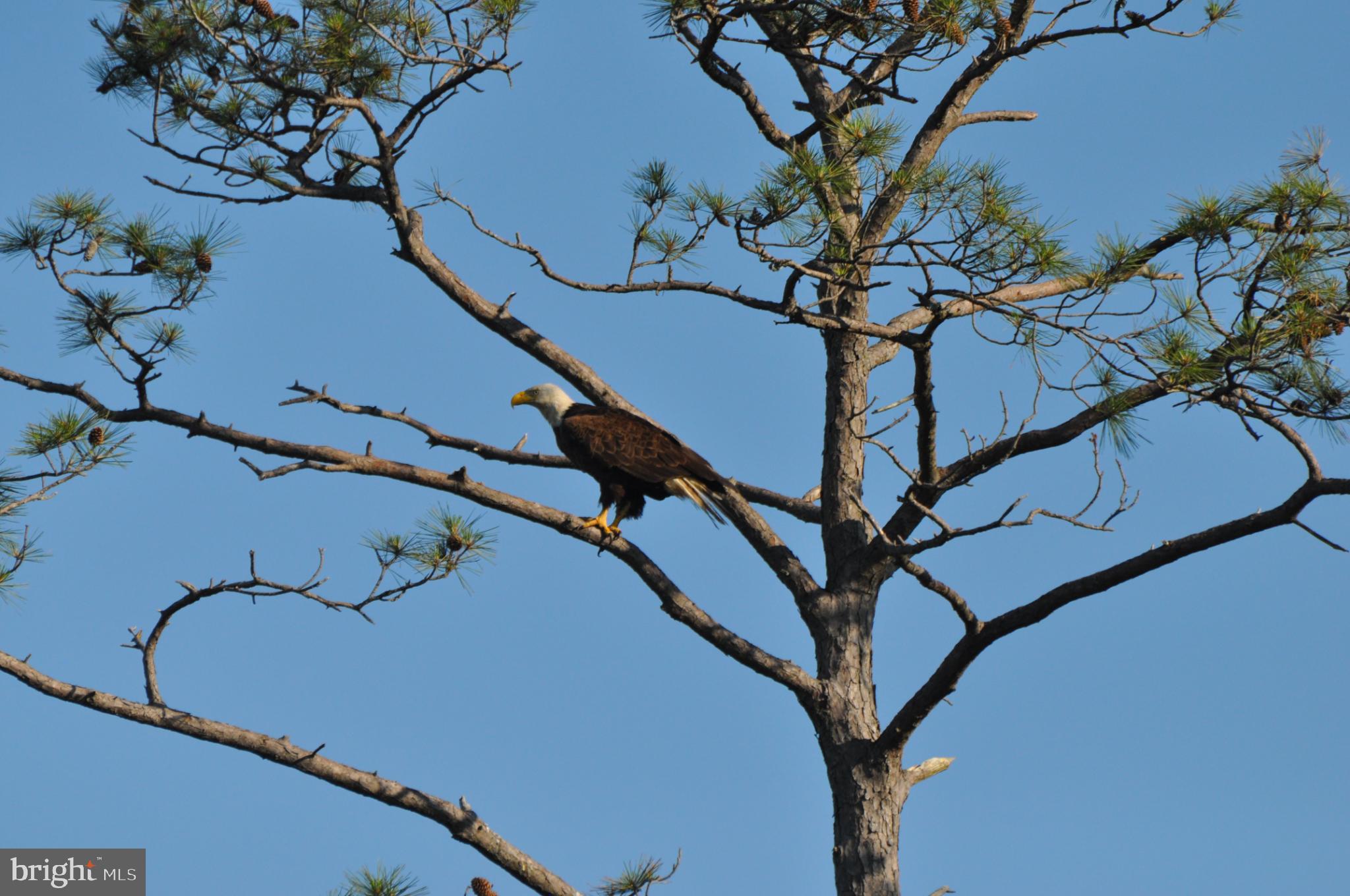 10148 Champ Road Princess Anne, MD 21853 - Photo 55 of 77 Majestic eagle looking for his next meal!