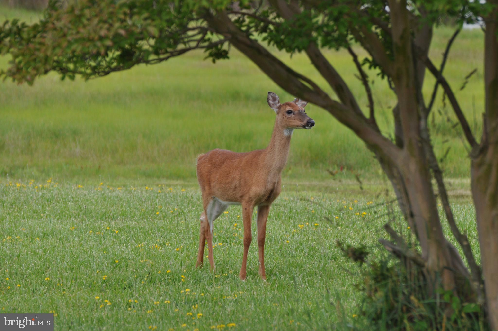 10148 Champ Road Princess Anne, MD 21853 - Photo 56 of 77 Whitetail deer visiting for a nibble of grass!