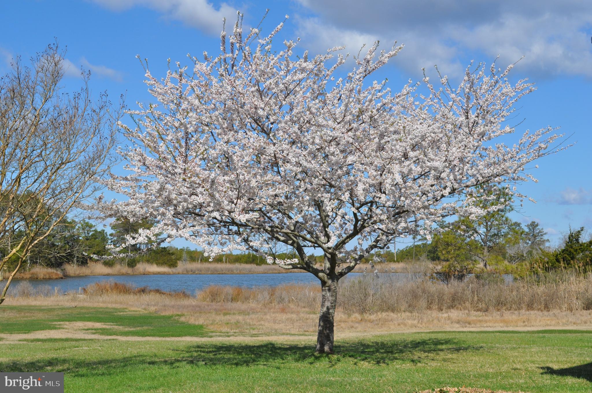 10148 Champ Road Princess Anne, MD 21853 - Photo 57 of 77 Cherry tree in bloom this year