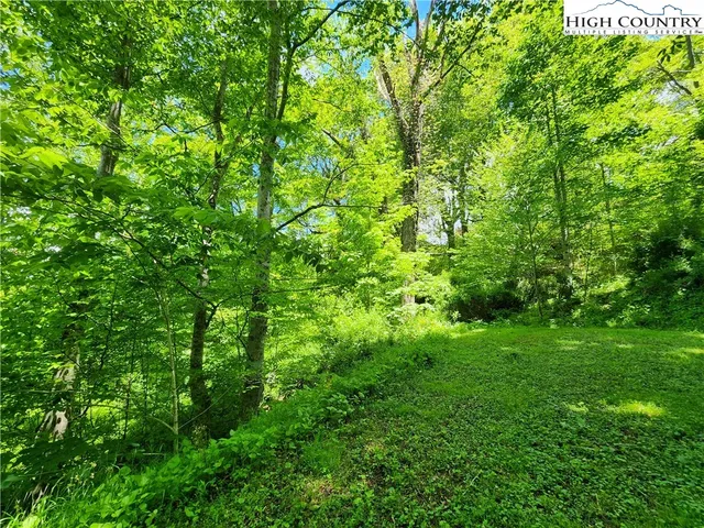 a view of a lush green forest