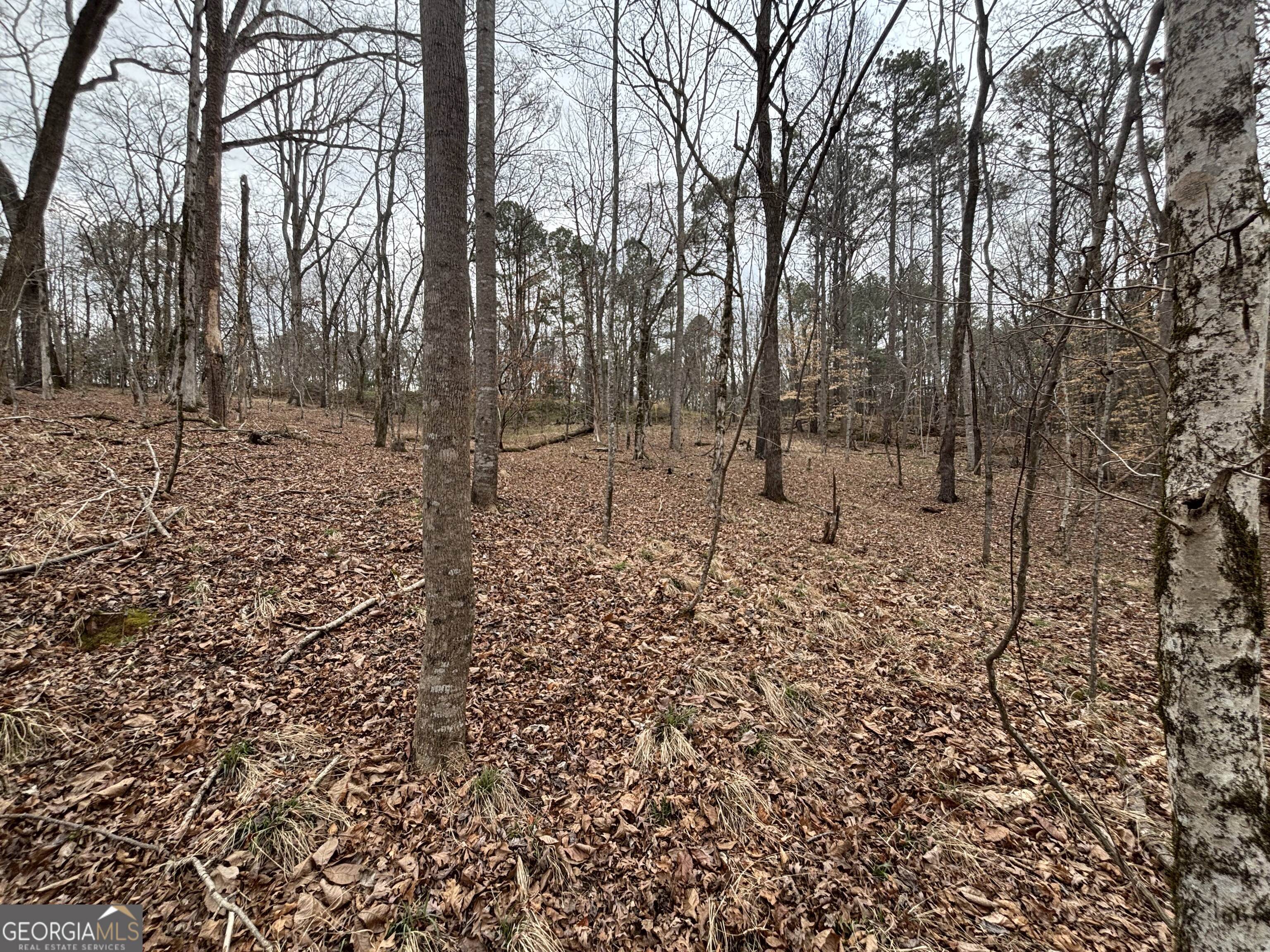 0 Oconee Road Buckhead, GA 30625 - Photo 4 of 9 a view of a yard with trees