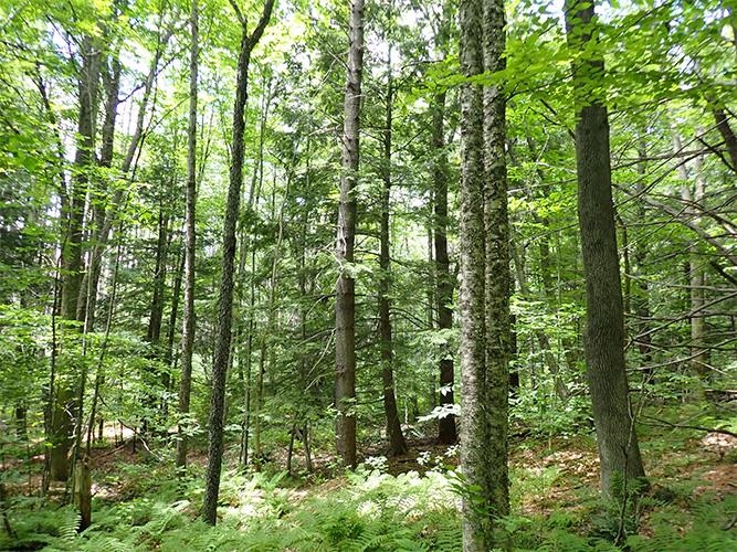 2 Massey Road Springfield, VT 05156 - Photo 9 of 16