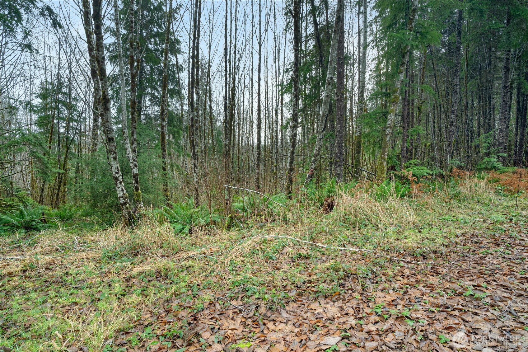 0 Fall River Road Cosmopolis, WA 98537 - Photo 10 of 10