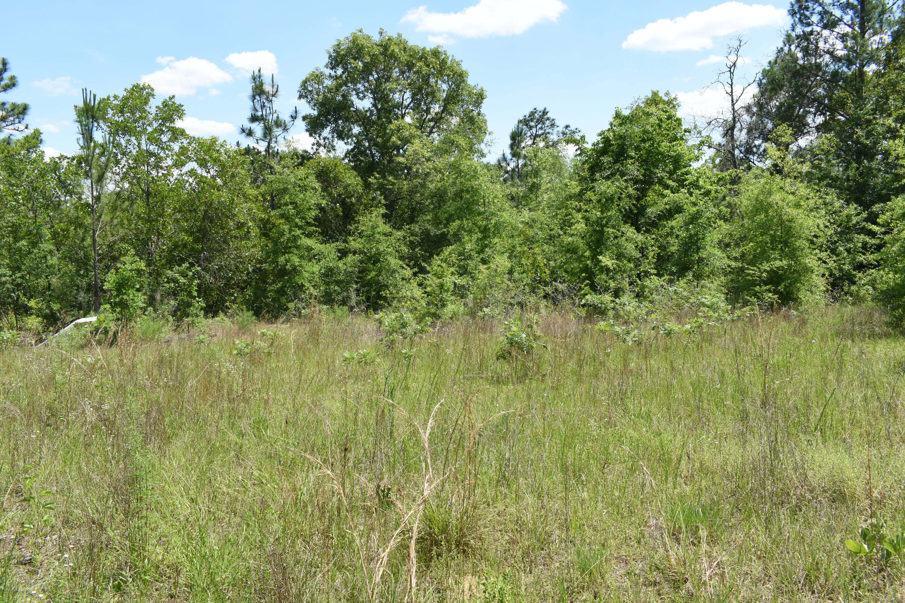 2-acres Windsor Road Windsor, SC 29856 - Photo 4 of 4