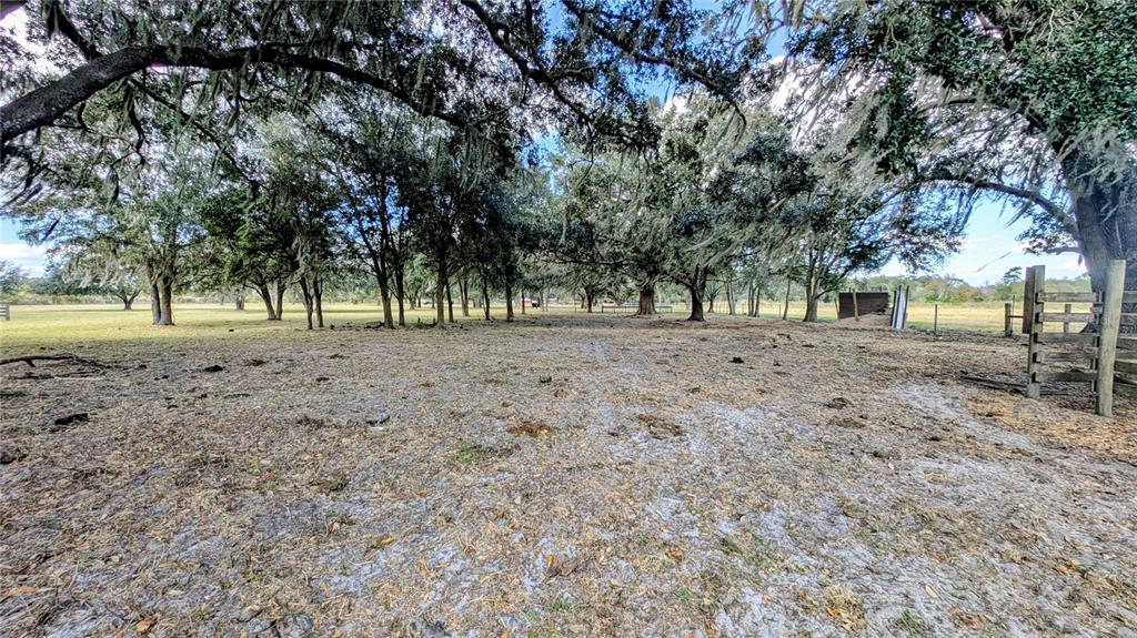 7053 George Marsh Road Zolfo Springs, FL 33890 - Photo 20 of 84 a view of dirt yard with a large tree