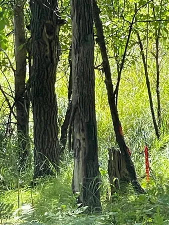 $77,900 | Tbd Wedgewood Drive Northwest, Walker, MN 56484