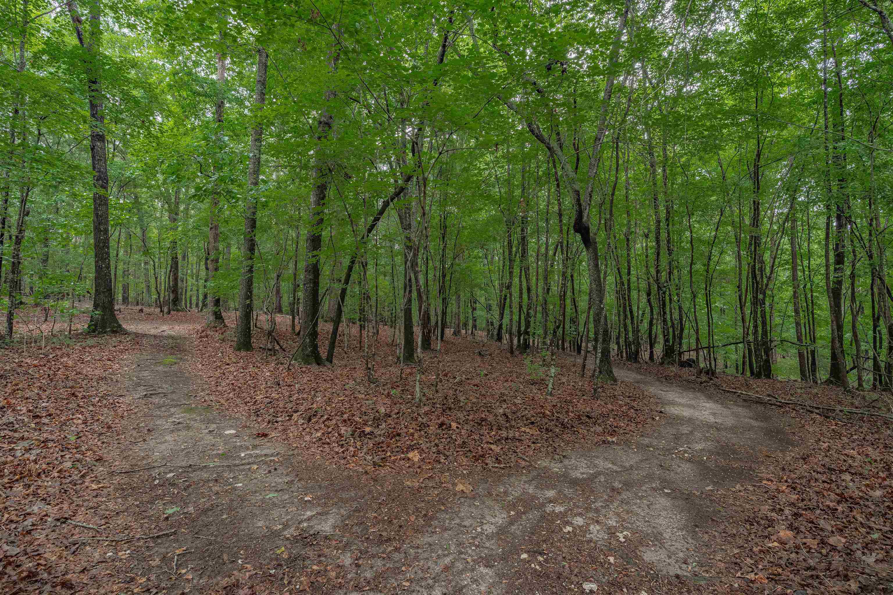 565 Portia Road Blythewood, SC 29016 - Photo 56 of 70