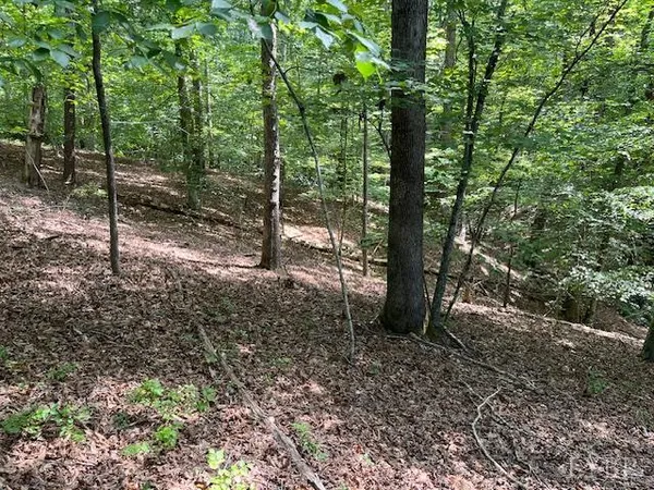 a view of a forest with trees in the background