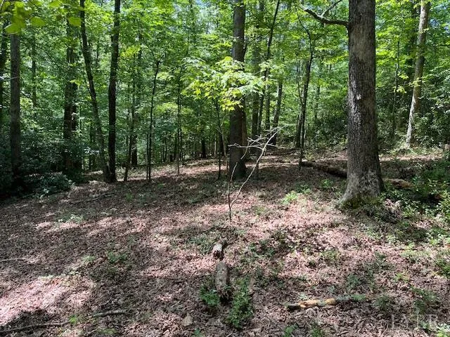 a view of a tree in a yard