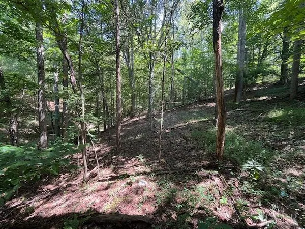 a view of a forest with a tree